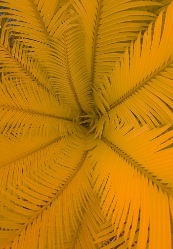 fern, yellow Wallpaper 1668x2388