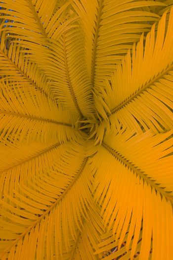 fern, yellow Wallpaper 640x960