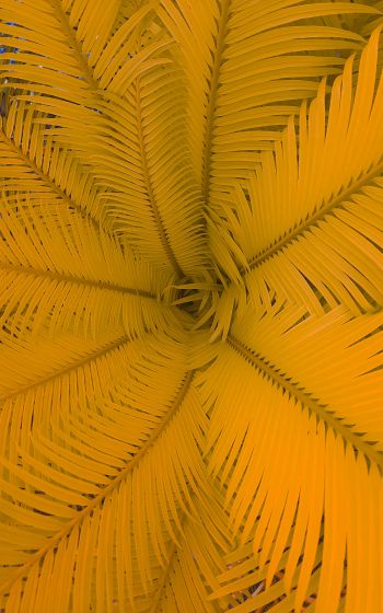 fern, yellow Wallpaper 1600x2560