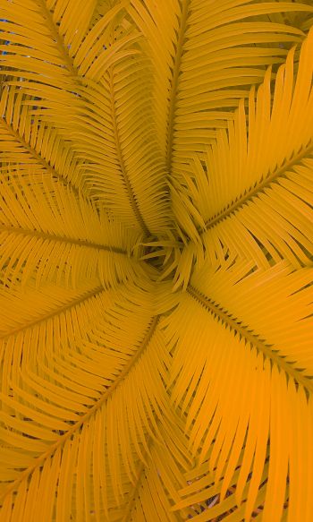 fern, yellow Wallpaper 1200x2000