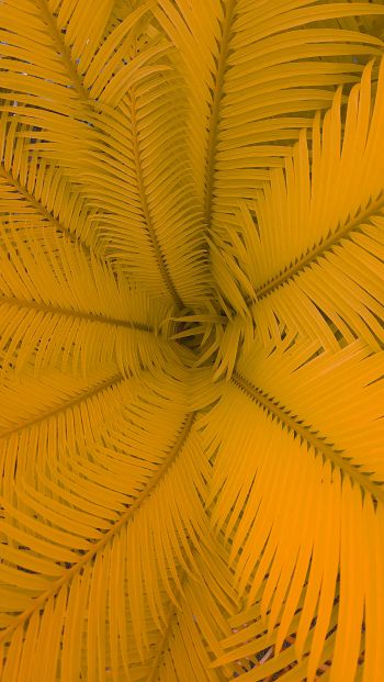 fern, yellow Wallpaper 640x1136
