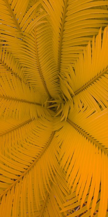 fern, yellow Wallpaper 720x1440