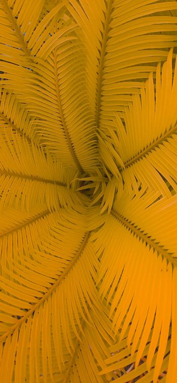 fern, yellow Wallpaper 1242x2688