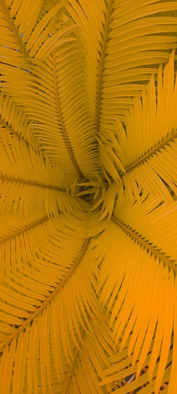 fern, yellow Wallpaper 720x1600