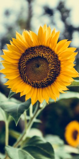 sunflower Wallpaper 720x1440