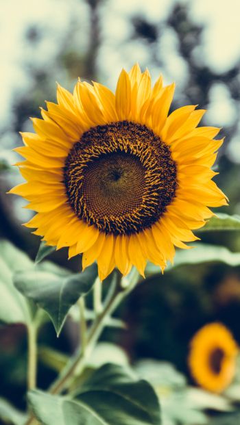 sunflower Wallpaper 640x1136