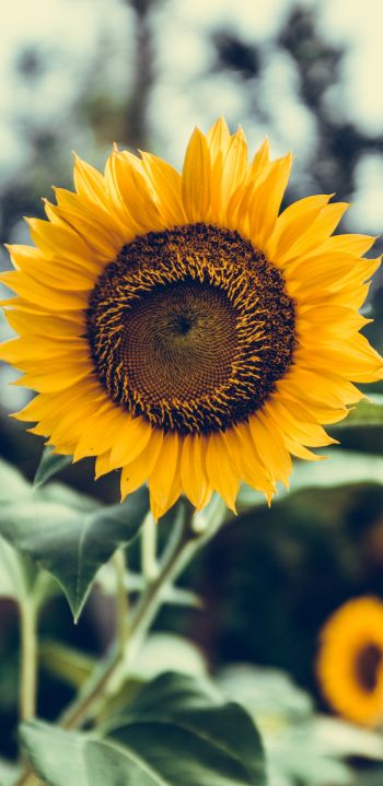 sunflower Wallpaper 1080x2220