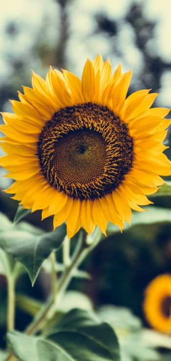 sunflower Wallpaper 1080x2280