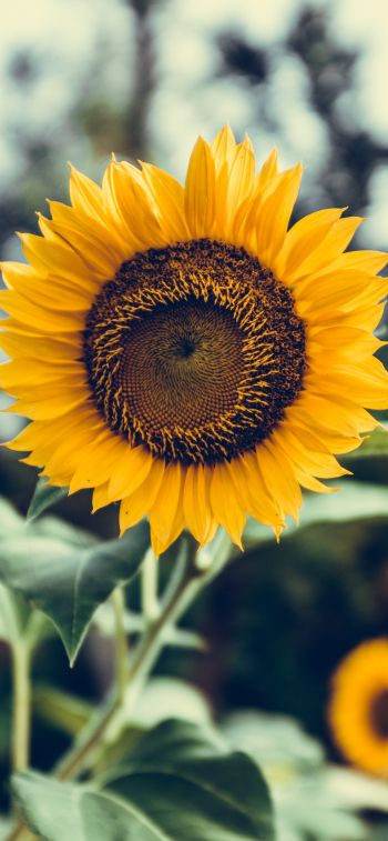 sunflower Wallpaper 828x1792