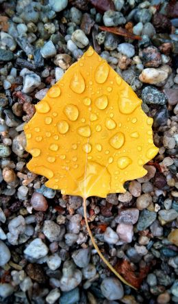 water droplets, sheet Wallpaper 600x1024