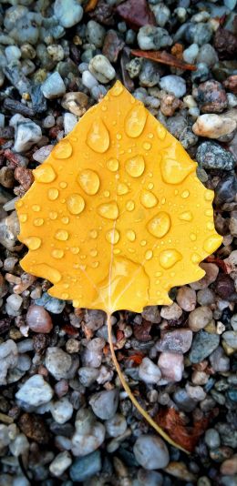 water droplets, sheet Wallpaper 1440x2960