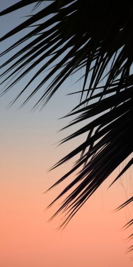 palm, dawn Wallpaper 720x1440