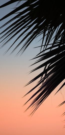 palm, dawn Wallpaper 1440x2960