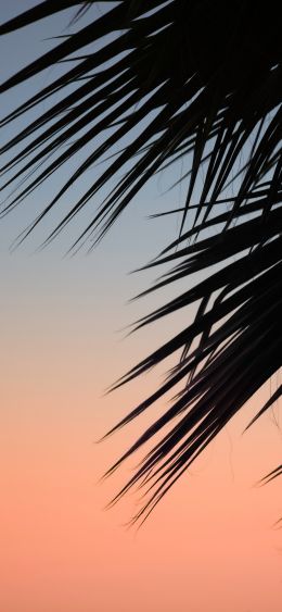 palm, dawn Wallpaper 1080x2340