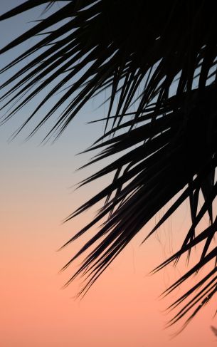 palm, dawn Wallpaper 1752x2800