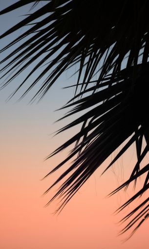 palm, dawn Wallpaper 1200x2000