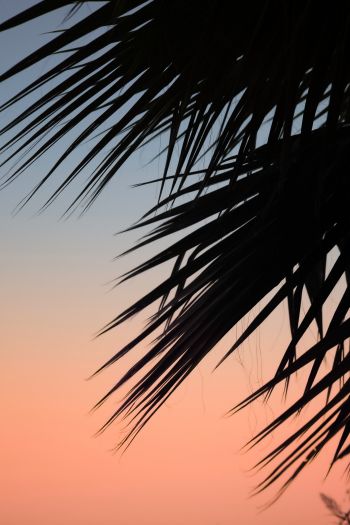 palm, dawn Wallpaper 640x960