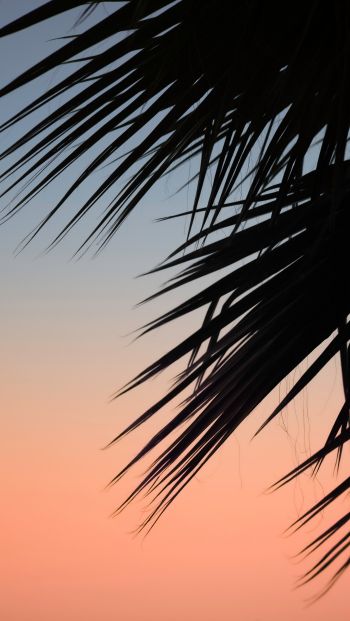 palm, dawn Wallpaper 640x1136