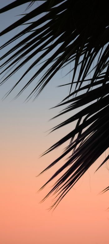 palm, dawn Wallpaper 1440x3200