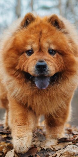 Chow chow, dog, pet Wallpaper 720x1440