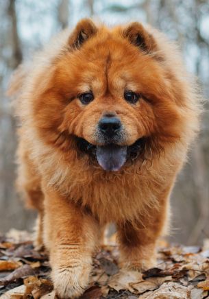 Chow chow, dog, pet Wallpaper 1668x2388