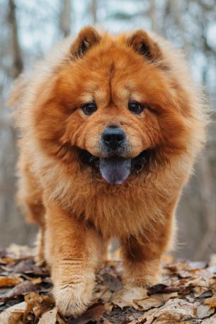 Chow chow, dog, pet Wallpaper 2910x4366