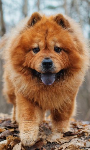 Chow chow, dog, pet Wallpaper 1200x2000