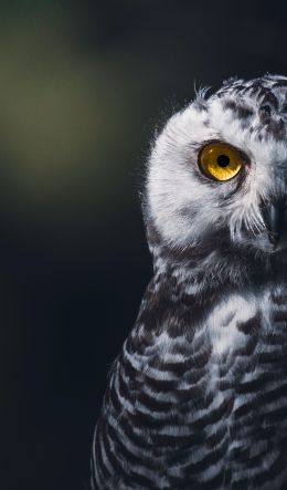 owl, bird, look Wallpaper 600x1024