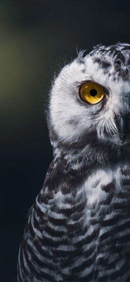owl, bird, look Wallpaper 1242x2688