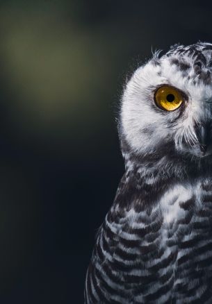 owl, bird, look Wallpaper 1640x2360