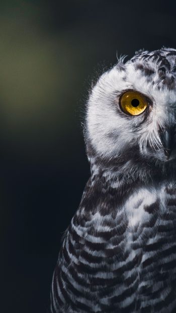 owl, bird, look Wallpaper 640x1136