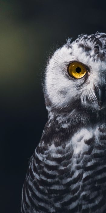 owl, bird, look Wallpaper 720x1440