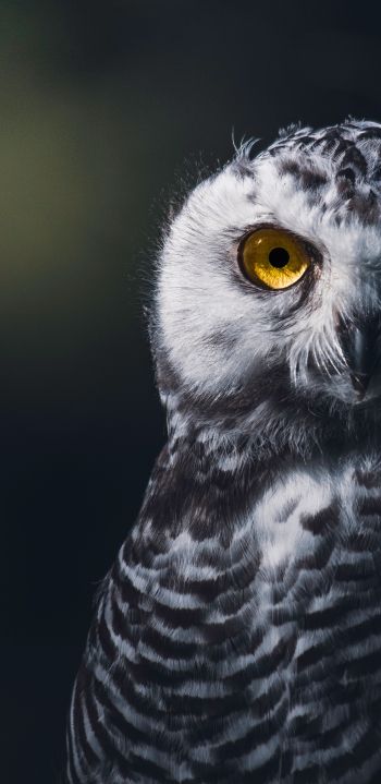 owl, bird, look Wallpaper 1440x2960