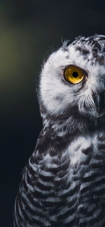 owl, bird, look Wallpaper 1080x2340