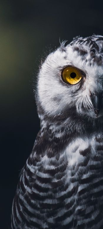 owl, bird, look Wallpaper 1440x3200