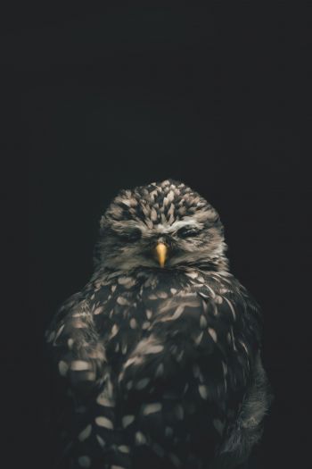 bird, wildlife, black Wallpaper 640x960