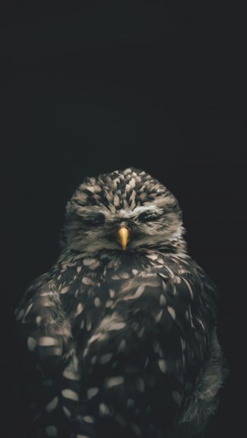 bird, wildlife, black Wallpaper 640x1136