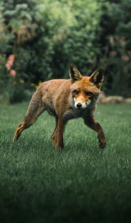 red fox, wildlife Wallpaper 600x1024