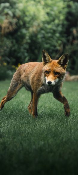 red fox, wildlife Wallpaper 1440x3200