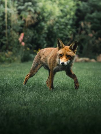 red fox, wildlife Wallpaper 1668x2224