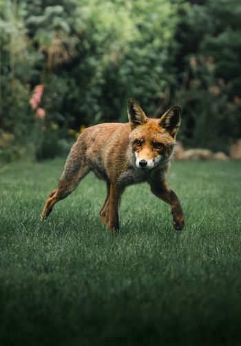 red fox, wildlife Wallpaper 1668x2388