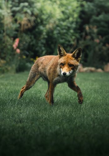 red fox, wildlife Wallpaper 1640x2360