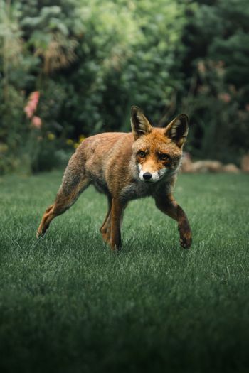 red fox, wildlife Wallpaper 640x960