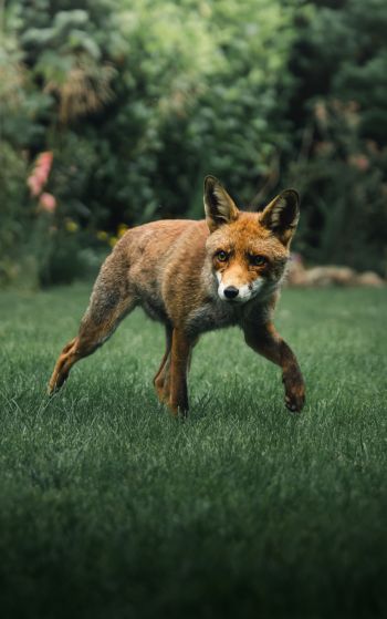 red fox, wildlife Wallpaper 1752x2800