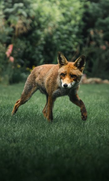 red fox, wildlife Wallpaper 1200x2000