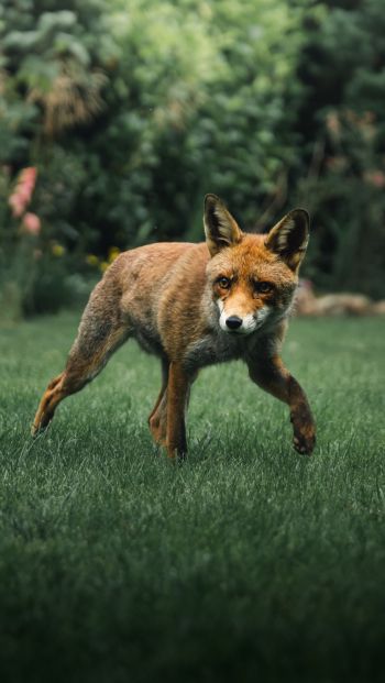 red fox, wildlife Wallpaper 640x1136