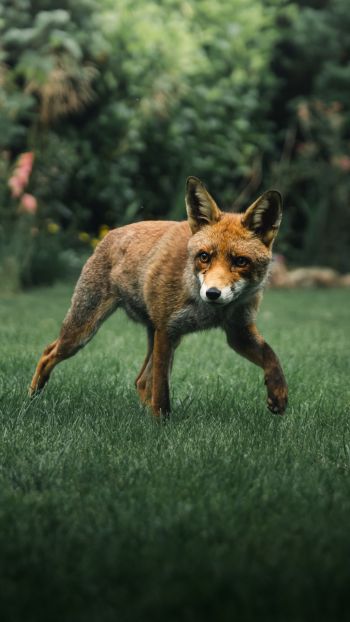 red fox, wildlife Wallpaper 720x1280