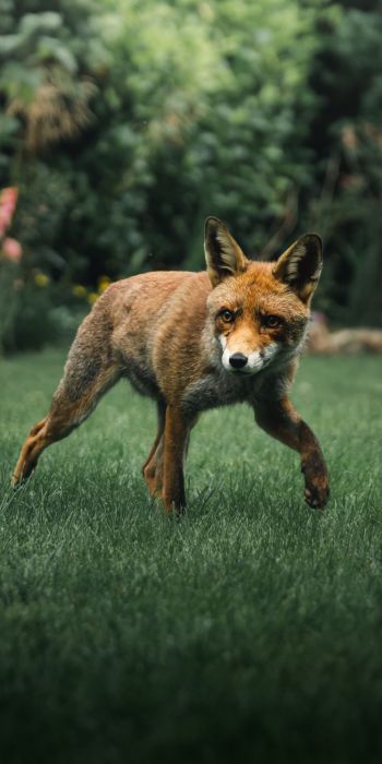 red fox, wildlife Wallpaper 720x1440