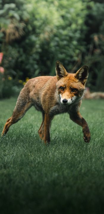 red fox, wildlife Wallpaper 1440x2960