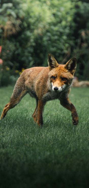 red fox, wildlife Wallpaper 720x1520